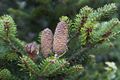 Abies koreana-10 Jodła koreańska